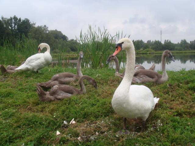 Agromurena Gryfów Śląski Dış mekan fotoğraf
